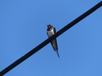 FZ018709 Swallow (Hirundo rustica).jpg